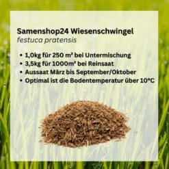 Samenshop24® Wiesenschwingel Festuca Pratensis | 1kg Für 250 M² | Mehrjähriges Und Ausdauerndes Gras