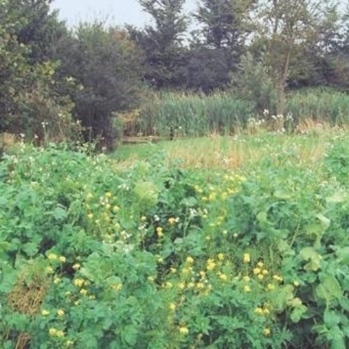 WSM 1 Wildschutzmischung 10kg – Bild 3