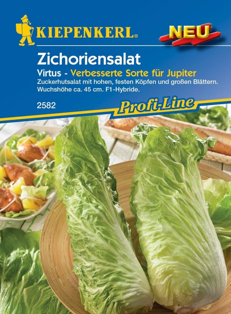 Zichoriensalat Virtus F1 (Zuckerhutsalat), Feste Köpfe Mit Großen Blättern