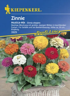 Zinnia Elegans Zinnie Musica Mischung