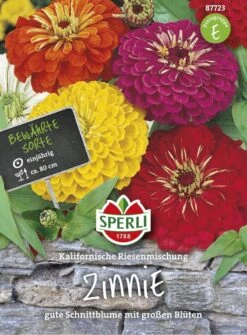 Zinnie Kalifornische Riesenmischung, Gute Schnittblume Mit Großen Blüten