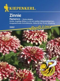 Zinnie Red White Bicolor Flamenco, Verzweigen Sich Gut Und Bilden Reichlich Blüten