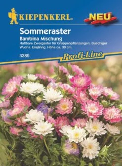 Zwergaster Bambina Mischung, Haltbare Aster Mit Buschigem Wuchs, Einjährig