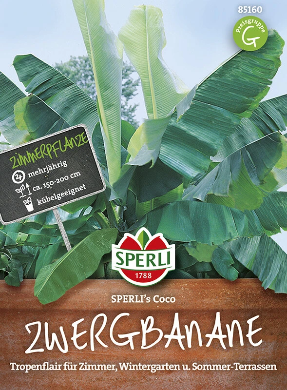 Zwergbanane Musa Velutina SPERLING´s Coco – Bild 2