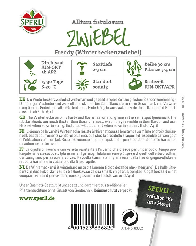 Zwiebel Winterhecke Freddy | Mehrjährige Frostharte Winterheckenzwiebel | Mild-würzigen Geschmack – Bild 2
